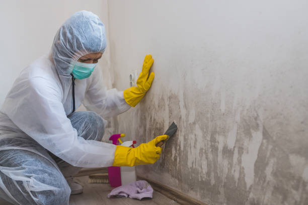 Best Basement Mold Removal  in Warren, MI