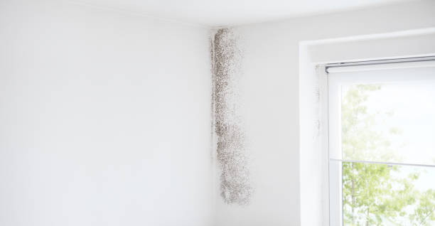 Forensic Mold Investigation in Warren, MI