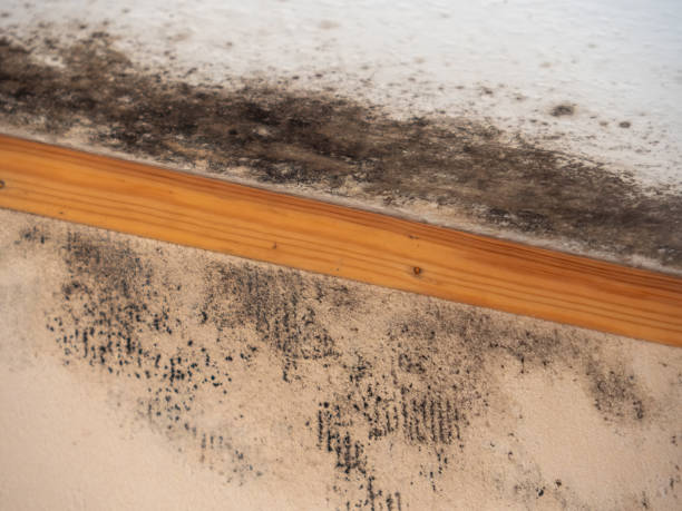 Best HVAC Mold Inspection and Cleaning  in Warren, MI