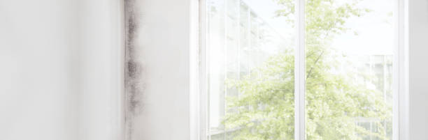 Mold Remediation for Rental Properties in Warren, MI