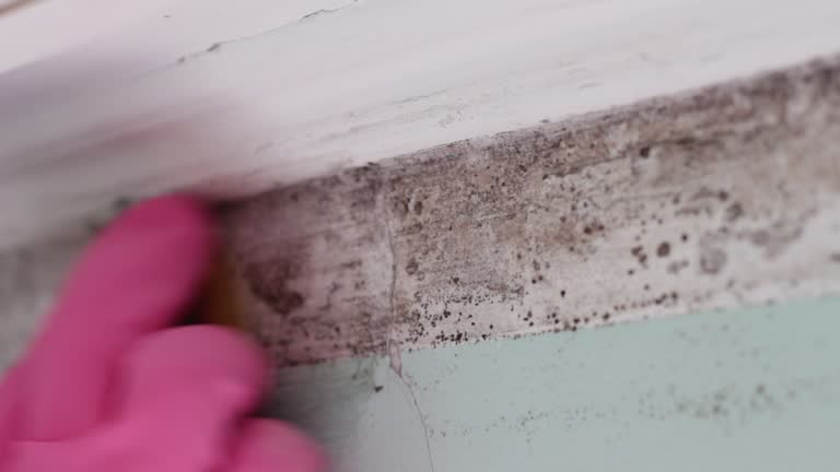 Best Mold Documentation for Insurance Claims  in Warren, MI